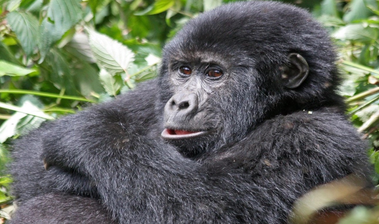 What time of the year is ideal for trekking mountain gorillas? The best time for visitors to do gorilla trekking has been discussed