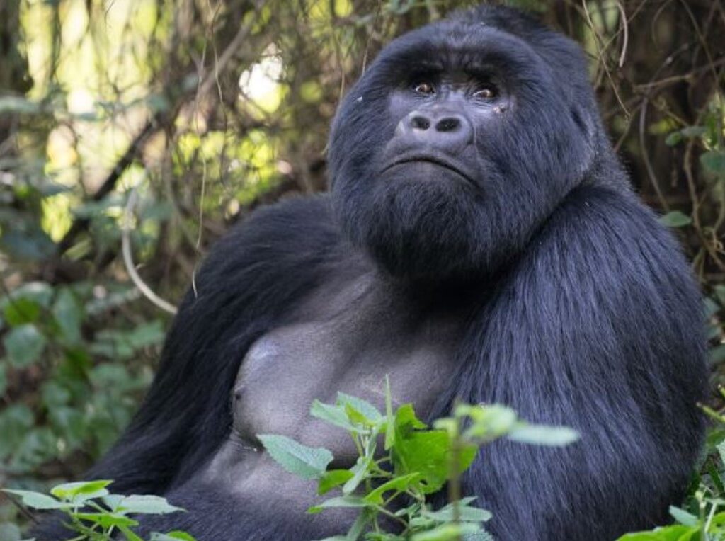 Gorilla trekking in Bwindi’s Rushaga Sector: One of the most popular national parks in Uganda is Bwindi Impenetrable National Park