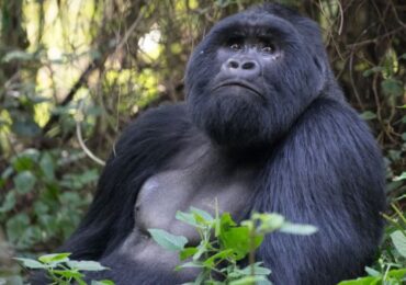 Gorilla trekking in Bwindi’s Rushaga Sector: One of the most popular national parks in Uganda is Bwindi Impenetrable National Park