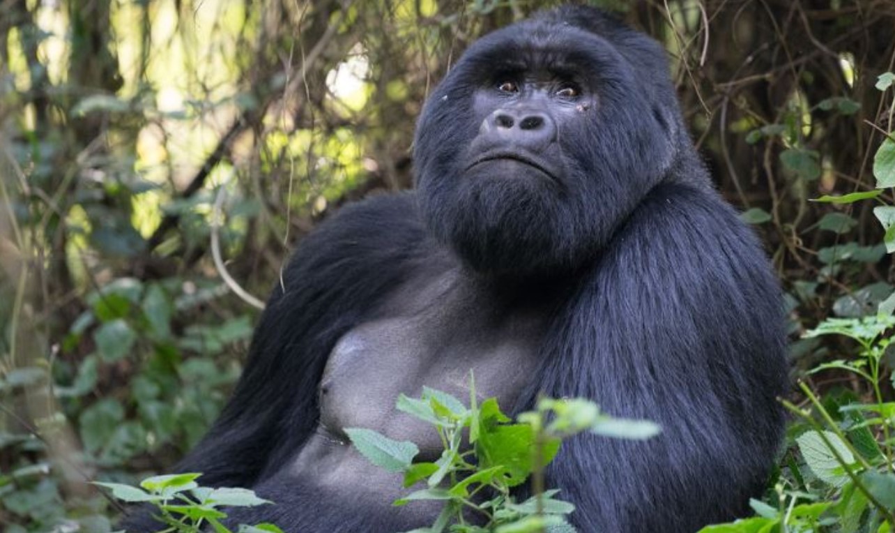 Gorilla trekking in Bwindi’s Rushaga Sector: One of the most popular national parks in Uganda is Bwindi Impenetrable National Park