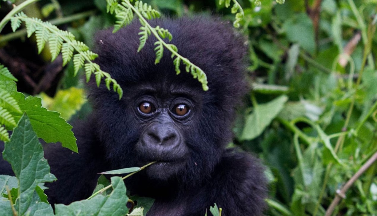 5 Days Best of Rwanda Gorilla and Akagera Wildlife Safari: The 5-days Rwanda gorilla and Akagera wildlife safari starts and ends at Kigali