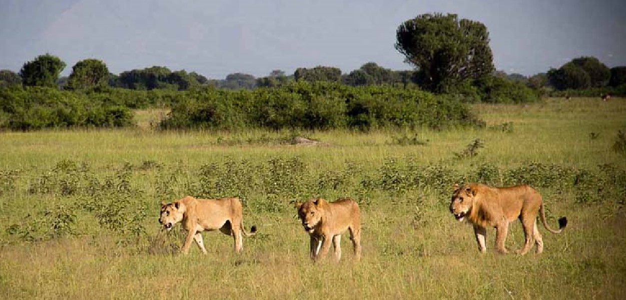 Exploring Matheniko Wildlife Reserve: Within Africa's vast natural landscapes, the Matheniko Wildlife Reserve, situated in the rugged regions