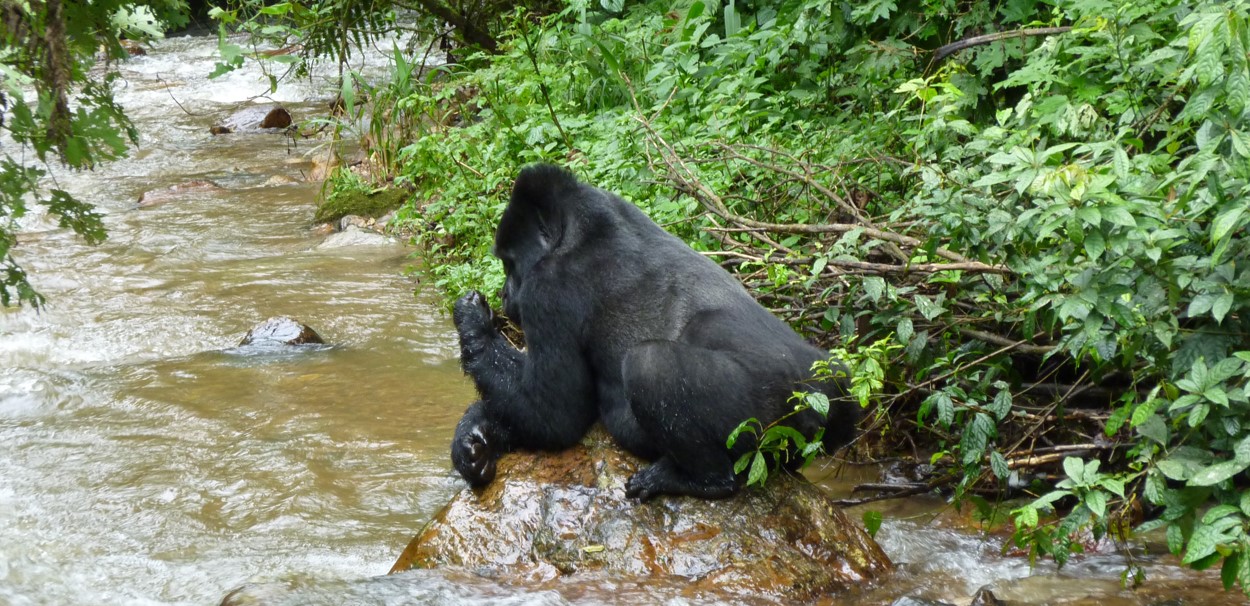 Age Limit for Gorilla Trekking in Uganda: A once-in-a-lifetime opportunity, gorilla trekking in Uganda attracts many wildlife and nature