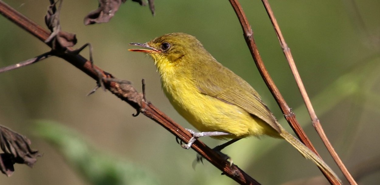 Exploring the Mountain Yellow Warbler in Uganda: High-altitude montane forest environments in East Africa, especially in Uganda, are home to