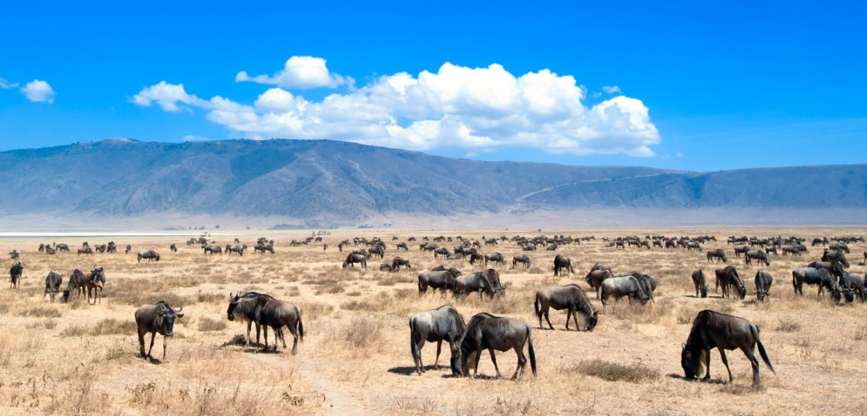 Exploring Ngorongoro Crater in Tanzania: The Ngorongoro Crater, which is located in Tanzania, is a testament to the beauty of nature