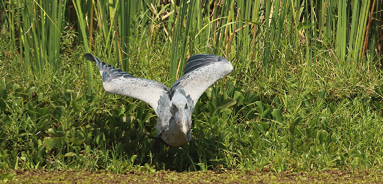 Birding in Toro-Semuliki Wildlife Reserve: In western Uganda, the Toro-Semuliki Wildlife Reserve is home to one of the most remarkable