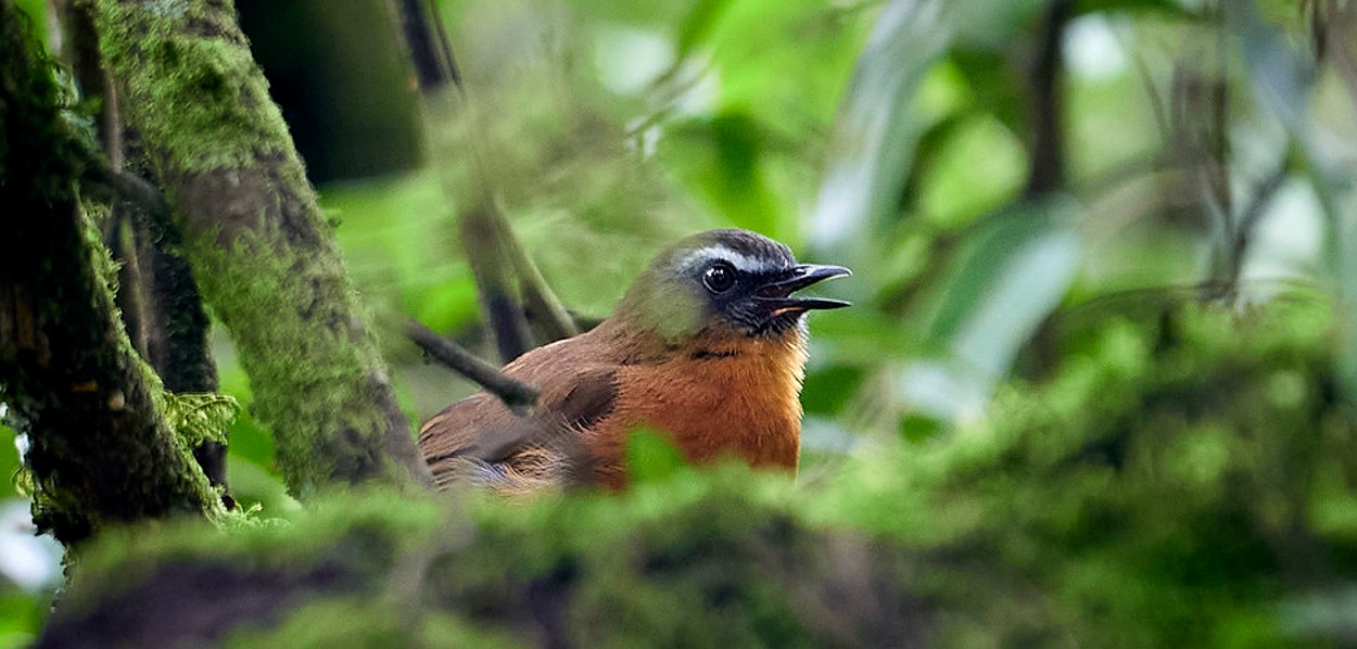 The 12-day Rwanda Birding and Gorilla Safari offers an unparalleled opportunity to explore the rich biodiversity of this stunning East