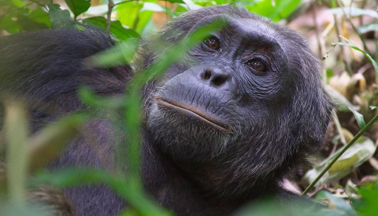 Chimpanzee trekking Adventure in Kibale Forest offers the best experience for those seeking exceptional chimpanzee adventure in Africa