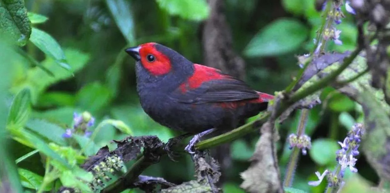 The 12-day Rwanda Birding and Gorilla Safari offers an unparalleled opportunity to explore the rich biodiversity of this stunning East