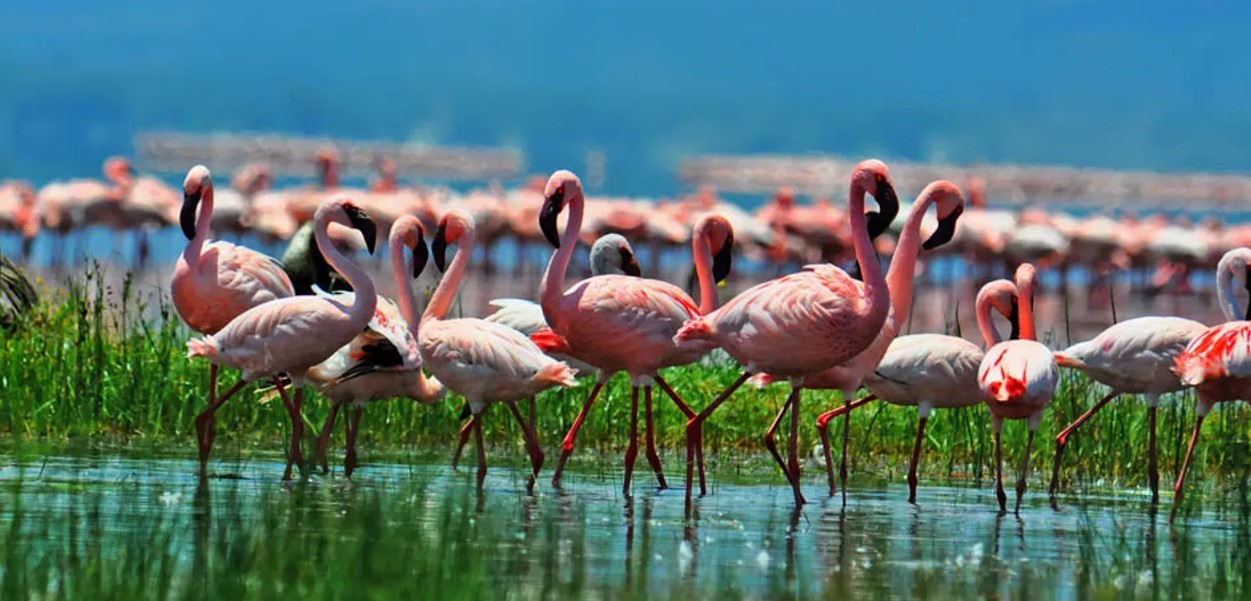 15 Days Birding and Wildlife Safari in Kenya: Kenya is famous for its abundant birding opportunities and remarkable wildlife encounters.