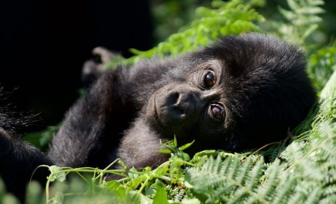 Why is Rushaga Sector Famous in Bwindi? Bwindi Impenetrable National Park is one of the strongholds visited national parks in Uganda