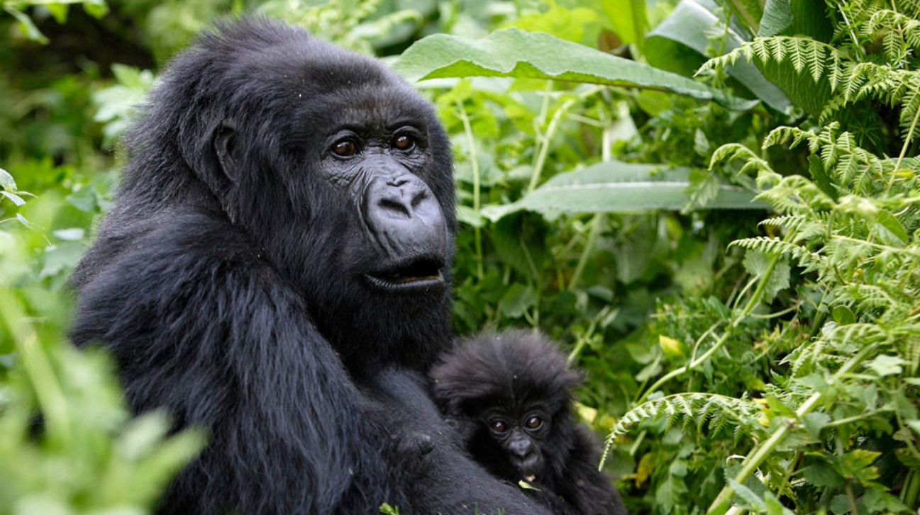 Top Reasons to Book Your Mgahinga Gorilla Permits Early