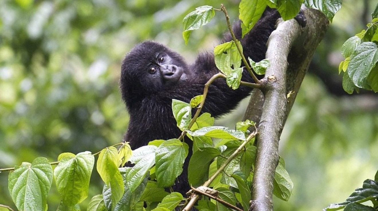 Wildlife Species in Bwindi Impenetrable National Park: Numerous wildlife species can be found in the distinctive deep, misty, and montane