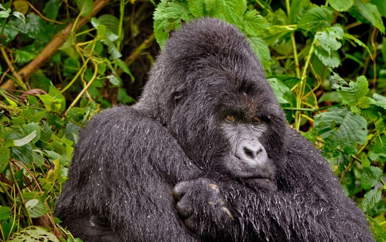 Wildlife Species to See in Bwindi Impenetrable National Park: Several wildlife species can be found in the distinctive deep, misty