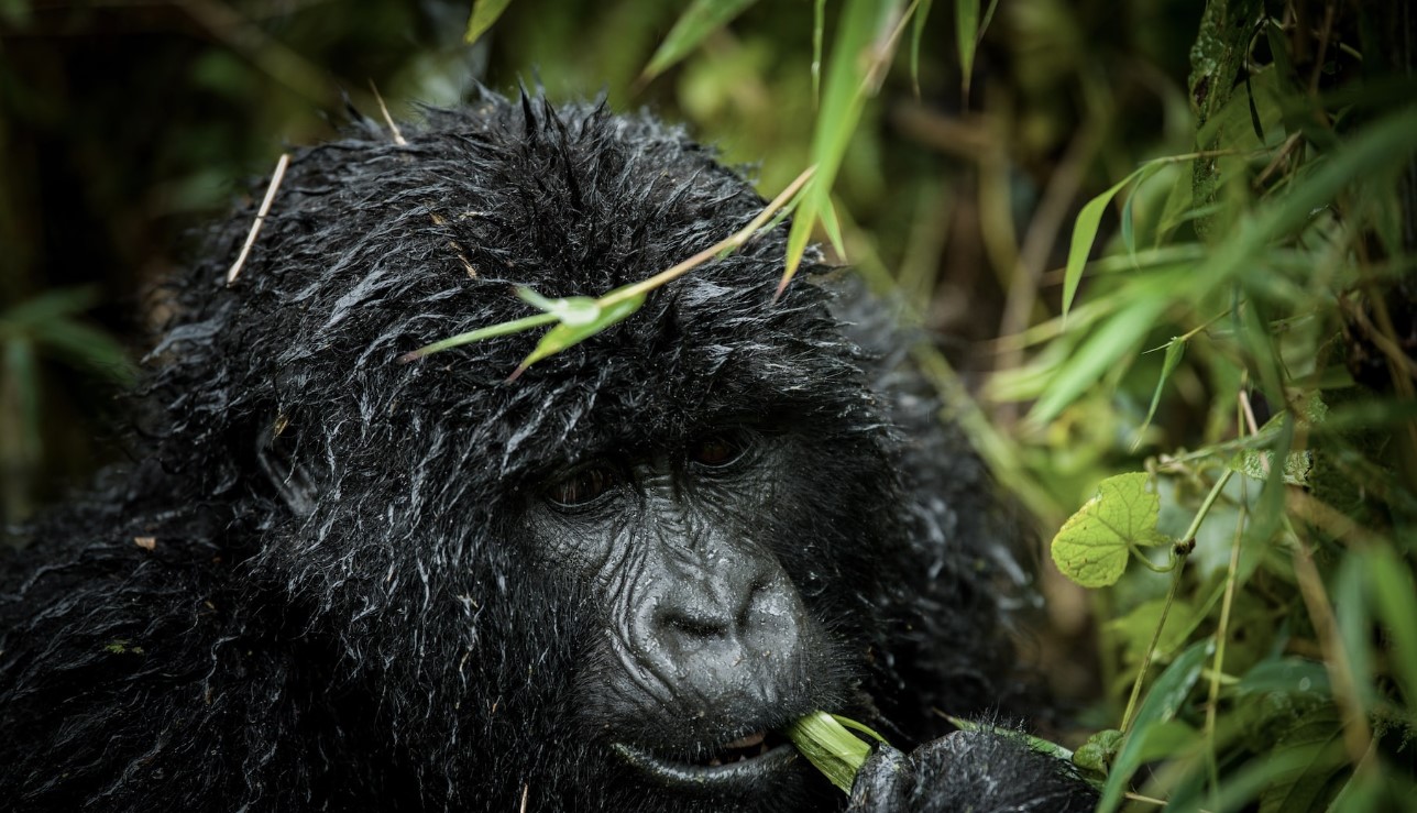 Why is Bwindi the top choice for mountain gorillas? It is a popular tourist attraction that harbours nearly half of the world's surviving