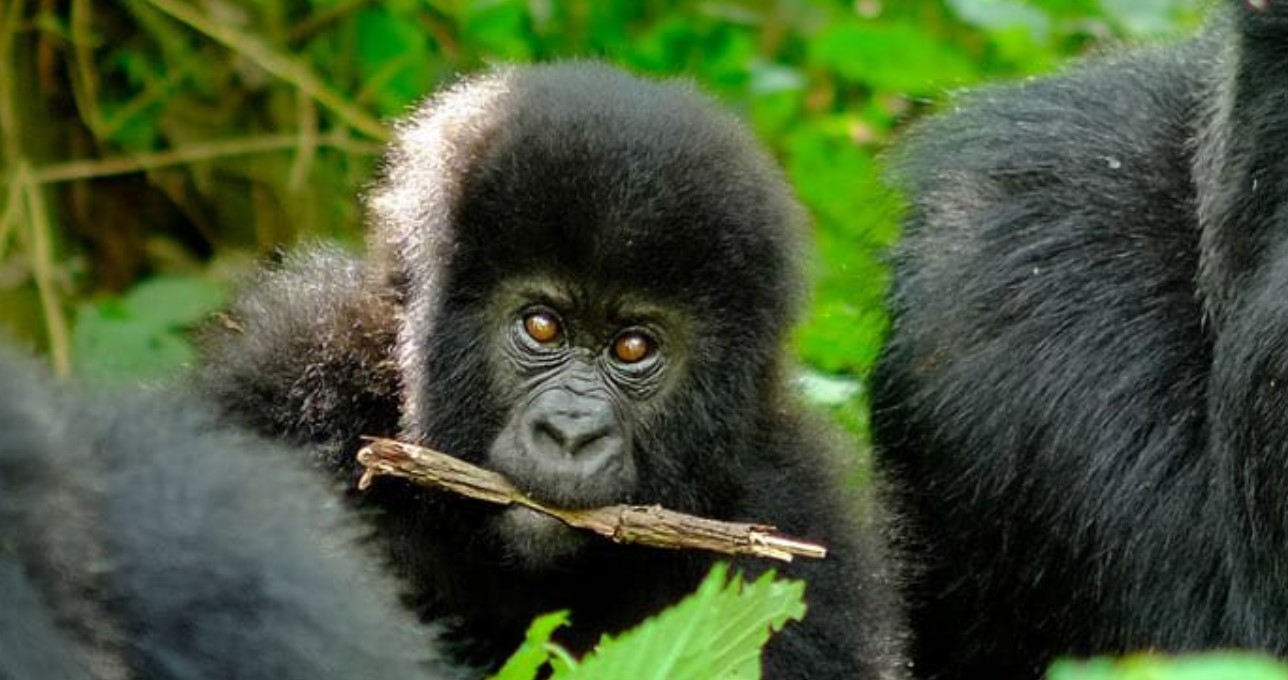 7-Day Uganda Primate and Wildlife Safari: Offers an amazing wildlife and primate experience in Uganda. Visitors will meet the endangered mountain gorillas,
