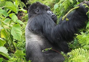 2-day Uganda gorilla trekking encounter from Kigali offers you an opportunity to see endangered mountain gorillas and other primates