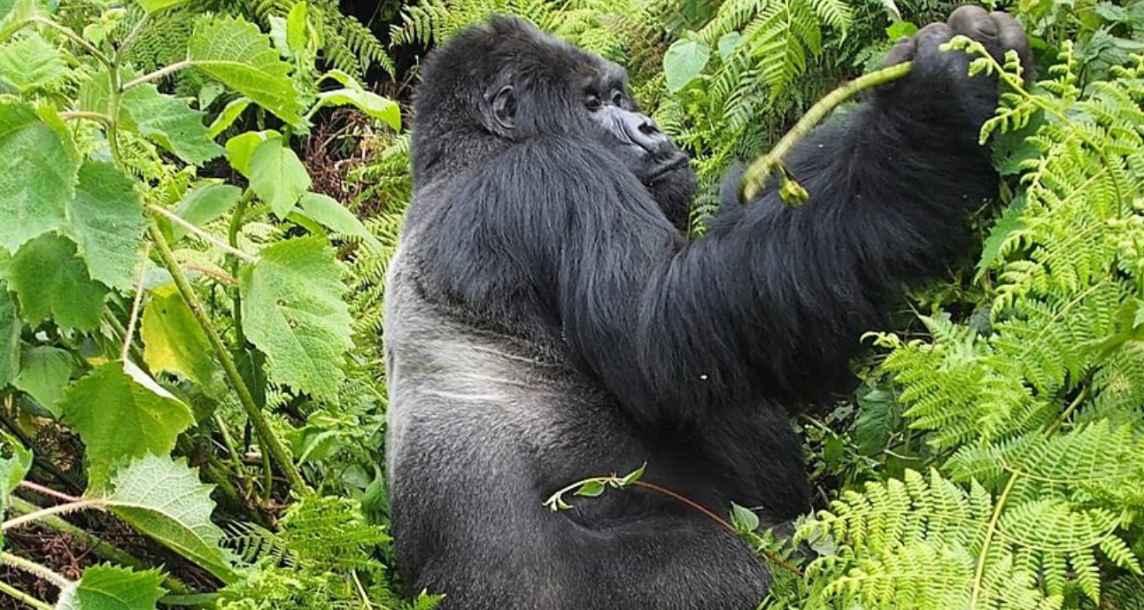 2-day Uganda gorilla trekking encounter from Kigali offers you an opportunity to see endangered mountain gorillas and other primates