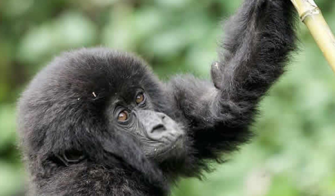 6-Day Rwanda Primate Adventure Safari will offer you the best primate jungle experiences, including the breathtaking views of Lake Kivu