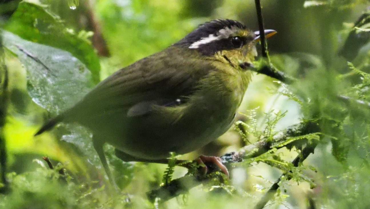 Birds to see in Bwindi Gorilla Park: Among the top destinations to see birds in Uganda is Bwindi Gorilla Park, home to more than 360 different kinds of birds