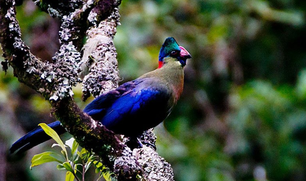 What is the cost of birding trips in Mgahinga? Mgahinga National Park stands out as one of Uganda’s birding destinations, situated in western