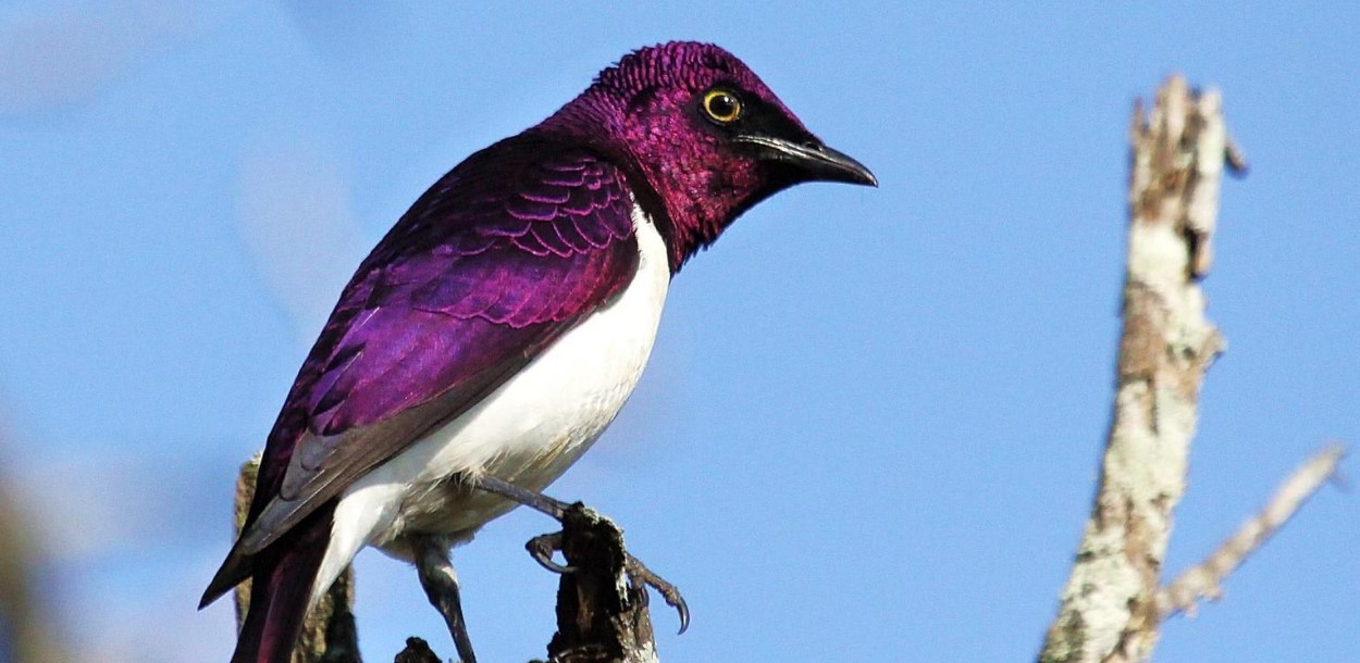Immersive 12-Day Kenya Birding Safari: Birdwatchers will find enlightenment in Kenya, which is known for its stunning scenery