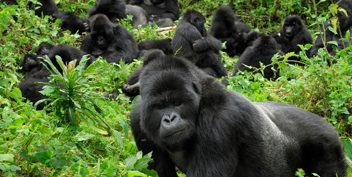 6-day Rwanda Primates Safari: You will have the opportunity to engage in two of Rwanda's most popular wildlife activities