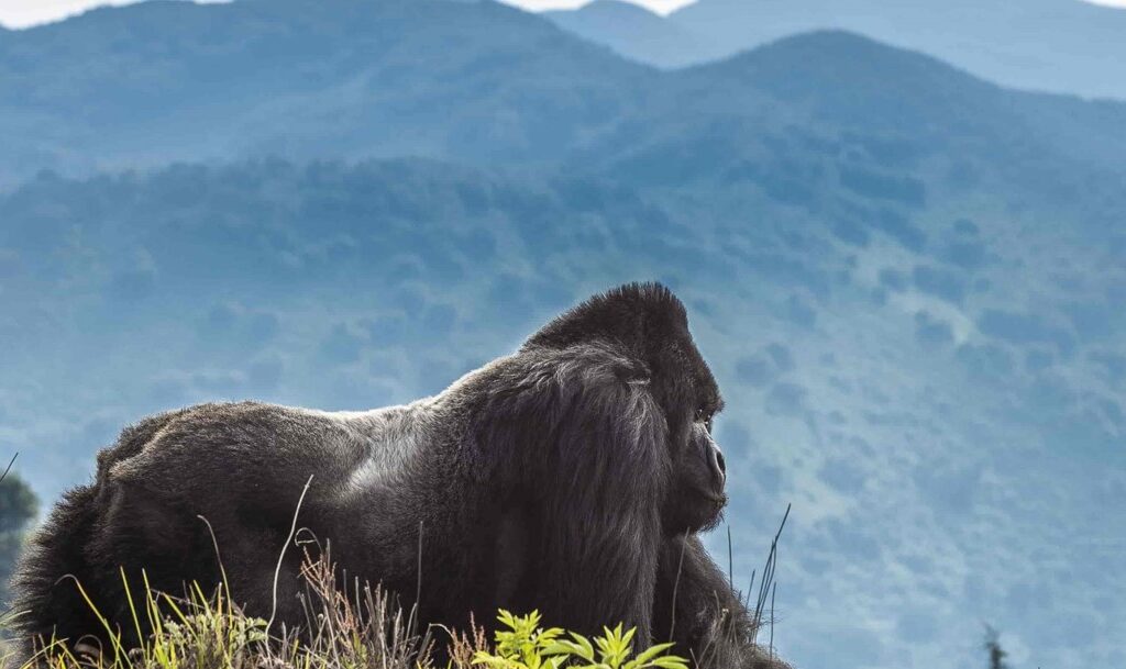 Why you should visit Rwanda: Rwanda is a gorgeous gem in East Africa, where kind, welcoming people mingle with stunning surroundings.