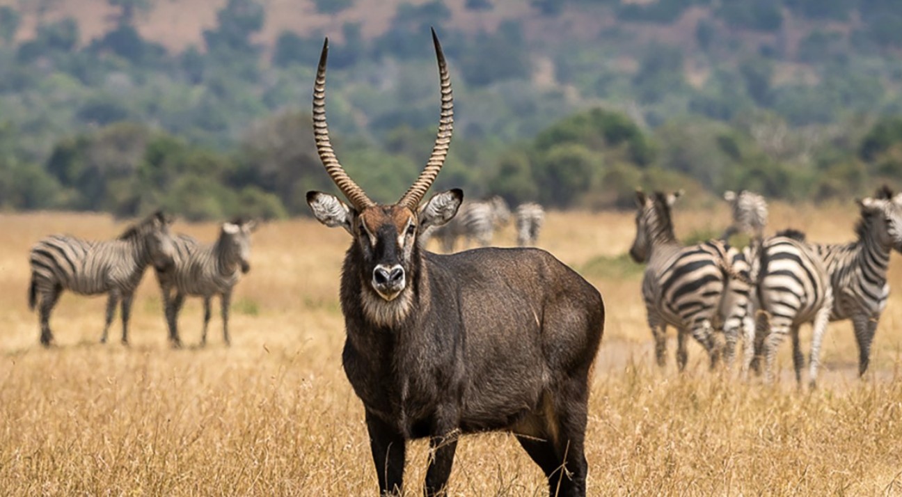 1-Day Akagera National Park Wildlife Tour from Kigali offers a chance to explore Rwanda's largest protected wetland and the only savanna park