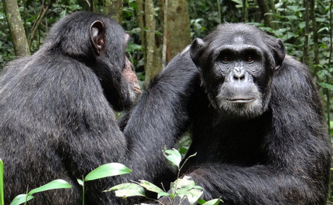 Chimpanzee Tracking Experience in Semuliki National Park: Tucked away on Uganda's western border, where the Congo Basin and Rift Valley conv