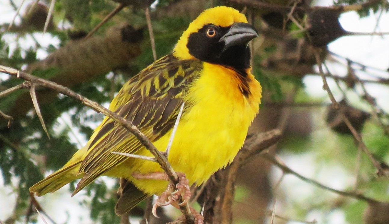 Tracking Uganda’s Fox’s Weaver, Uganda’s only endemic bird, classified as Near Threatened. It thrives in habitats like papyrus-fringed lakes