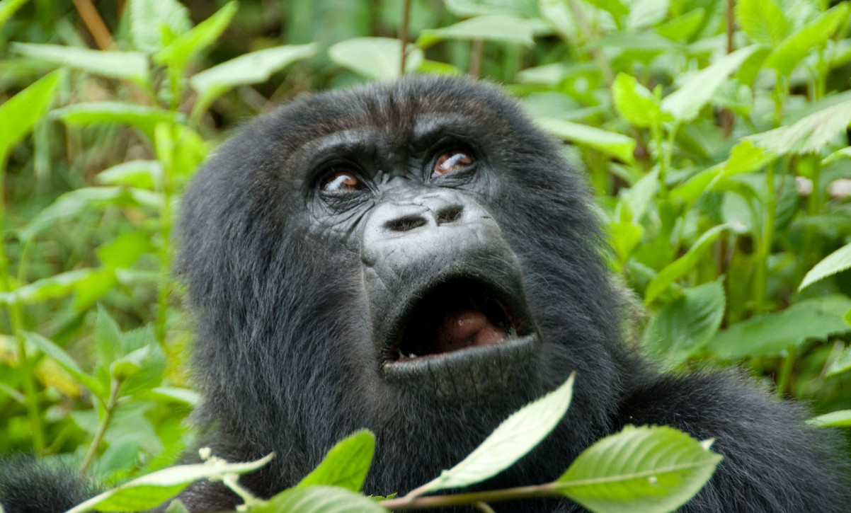 4-Days Gorilla Trekking and Lake Kivu Exploration safari highlights Rwanda's natural beauty, wildlife species and scenic landscapes