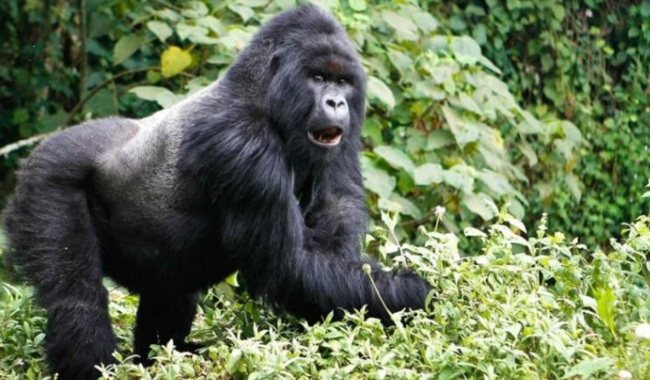 Practical planning tips for gorilla trekking in Africa: Although it takes careful preparation, gorilla trekking in Africa provides a once