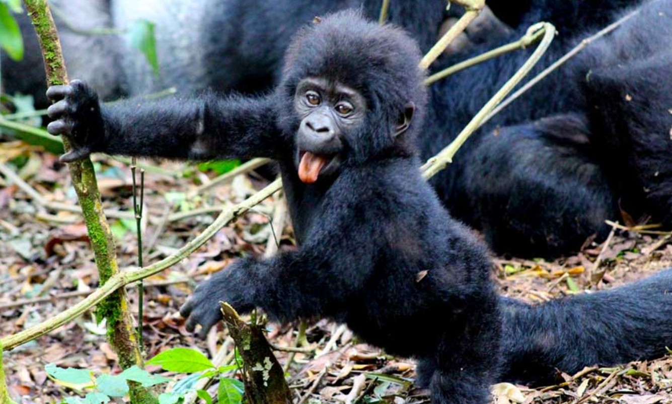 Gorilla Habituation in Bwindi Impenetrable Forest offers a 4-hour encounter with mountain gorillas in Uganda's Bwindi