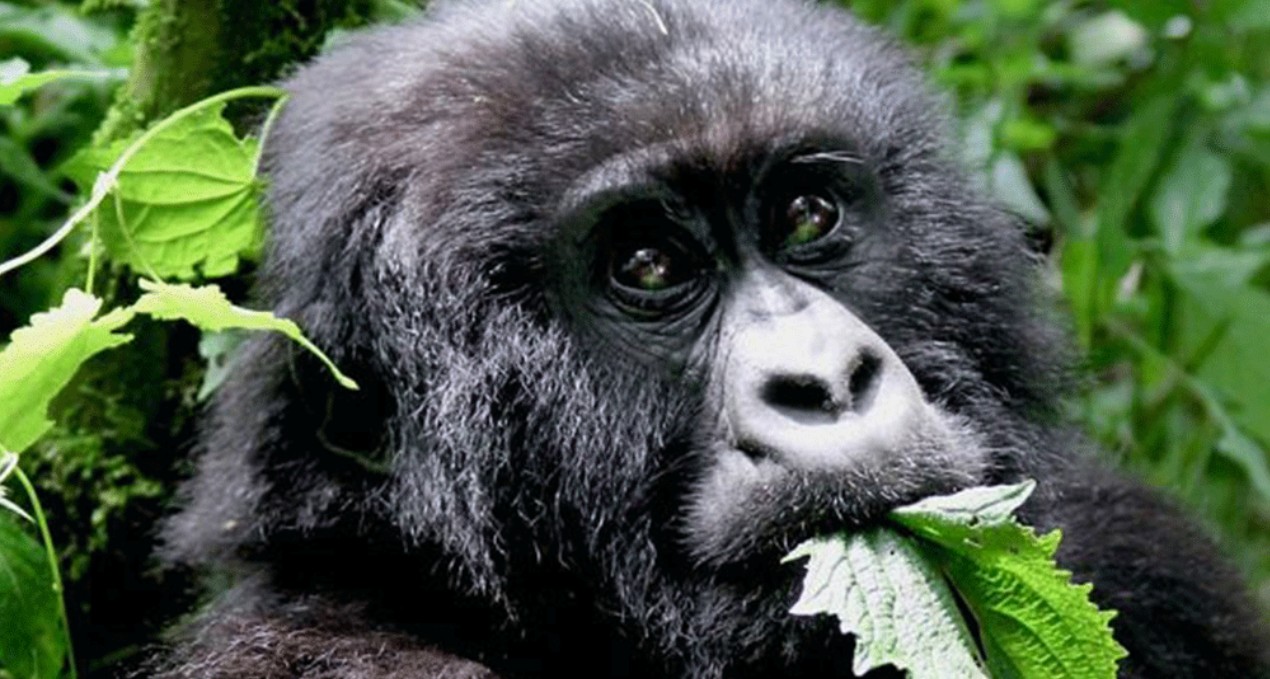 Uganda and Rwanda Travel Guide offer travelers unique wildlife experiences, notably with rare mountain gorillas, alongside stunning beauty