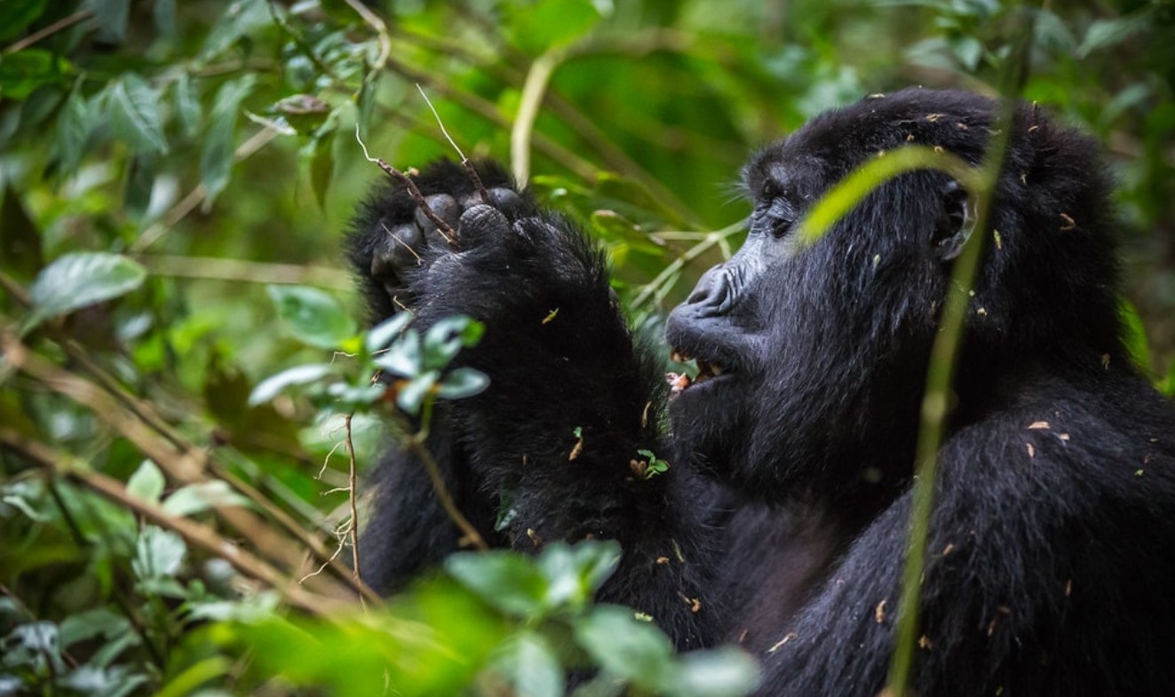 Bwindi, the Primate Paradise: With a varied ecology and a variety of primate safari experiences, it has attracted several primate enthusiasts