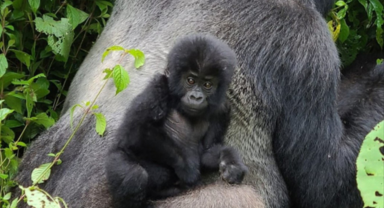 Why Uganda and Rwanda are Must-Visit Destinations? They offer exceptional travel experiences due to their diverse biodiversity
