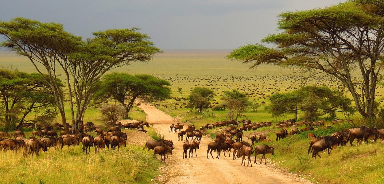 14-day Rwanda, Tanzania Wildlife, and Beach Safari: Venture out on a memorable 14-day wildlife and beach safari in Tanzania and Rwanda.
