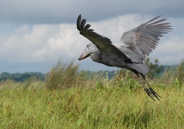 Easy versus Challenging Birding Routes in Uganda: Where Beginners Can Go vs. Where Seasoned Birders Should Head. If you’ve ever dreamed of