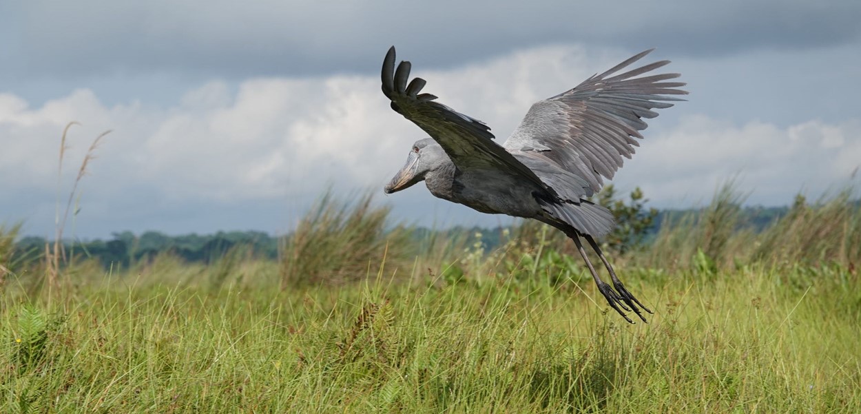 Best Places to Spot the Shoebill Stork in East Africa: For both birdwatchers and wildlife enthusiasts, the Shoebill Stork, Balaeniceps rex,
