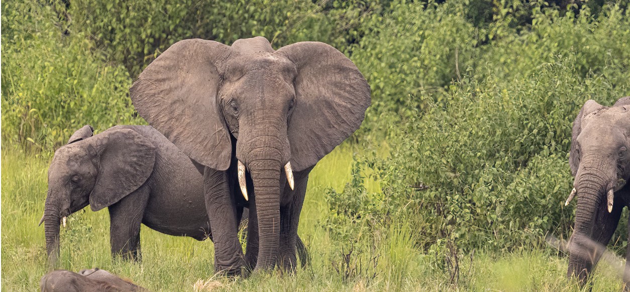 Frequently Asked Questions About Travelling to Uganda