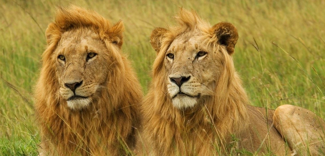 Game Drives in the Masai Mara National Reserve: Unmatched game-viewing experiences are synonymous with the Masai Mara National Reserve
