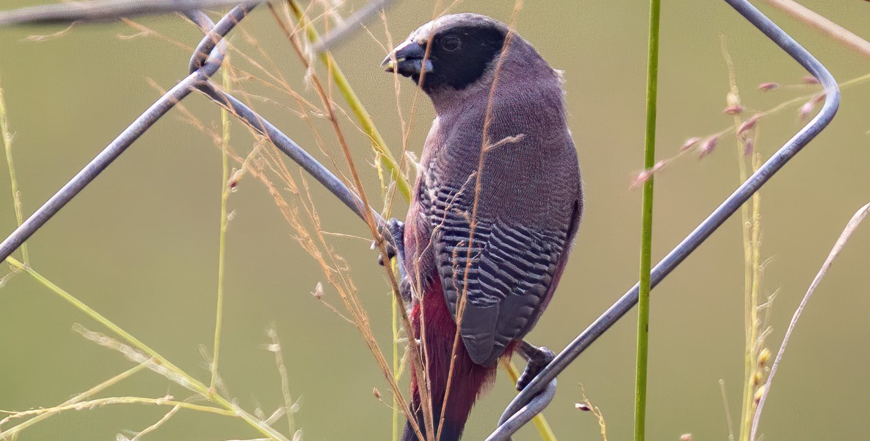 Exploring the Black-faced Waxbill in Uganda: The Pearl of Africa, Uganda, is popular for its remarkable biodiversity, especially its rich and active bird population. Uganda is known for its diverse range of sunbirds and weaver