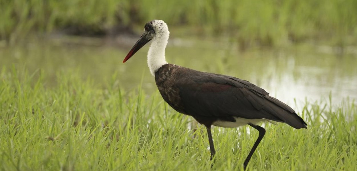 Exploring the Woolly-necked Stork in Uganda: In sub-Saharan Africa, South Asia, and parts of Southeast Asia, the Woolly-necked Stork
