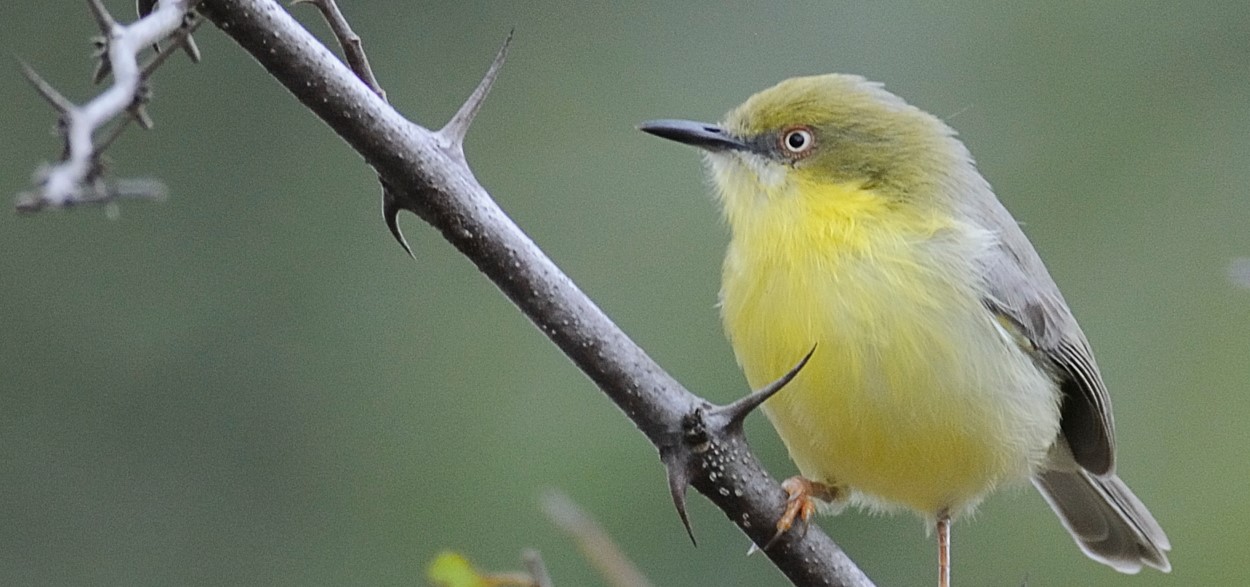 Exploring the Green-capped Eromomela in Uganda: The Green-capped Eromomela (Eromomela viridis), which is found in Uganda’s lush, green landsc