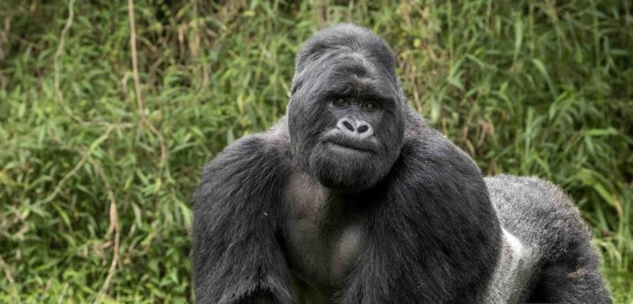 Exploring Lowland Gorillas in the Democratic Republic of Congo: A treasure that many people frequently overlook is the lowland gorilla, also