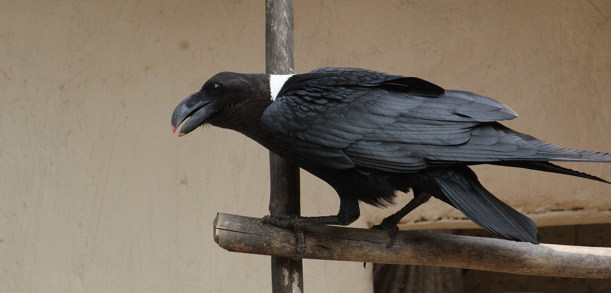 Exploring the White-napped Raven in Uganda: Uganda, which is often credited for its magnificent scenery, varied fauna, and dynamic ecosystems, is also a sanctuary for birdwatchers.