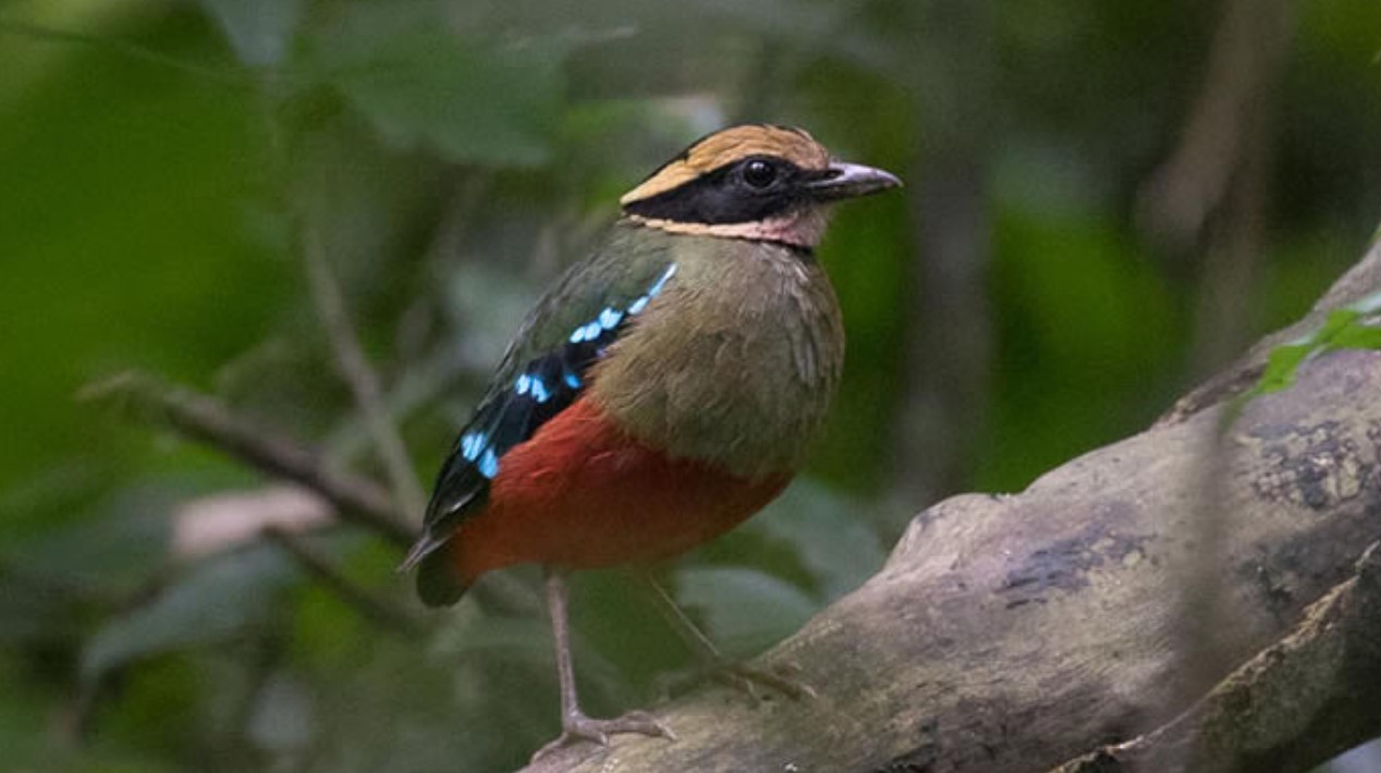 The Thrill of Birdwatching in Kibale Forest: In addition to being the world's primate capital, Kibale National Park is one of Uganda's
