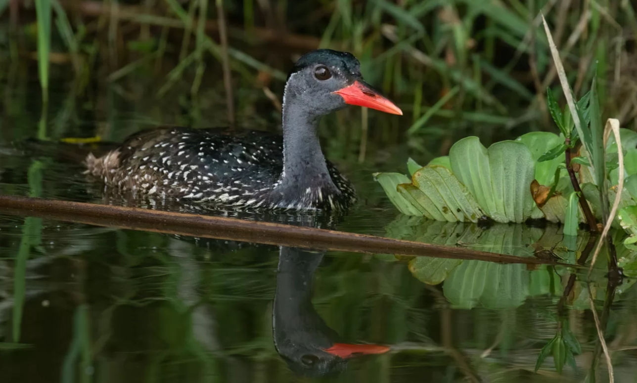5-Day Birding in Lake Mburo National Park safari takes you to unique birdwatching destinations that are close to the capital, Kampala