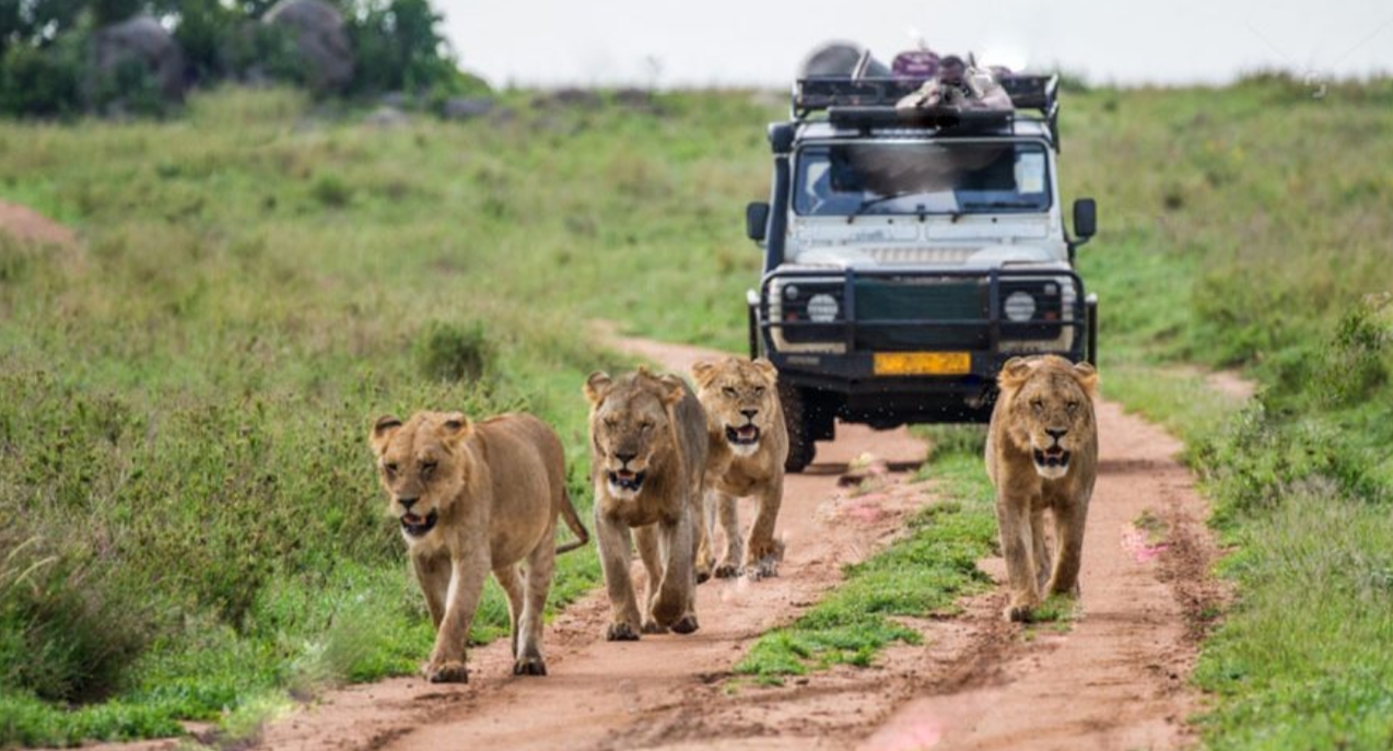Uganda Adventure Experinces: The country's stunning landscape and abundant animals earned it the title of "Pearl of Africa" from the former